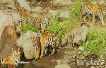 Amazing 2 Days 1 Night Tadoba with Nagpur Vacation Package