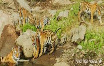 Amazing 2 Days 1 Night Tadoba with Nagpur Vacation Package