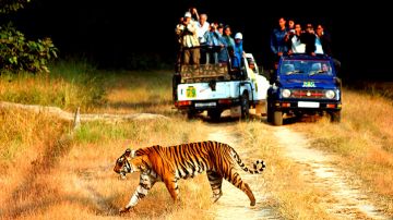 Memorable Jim Corbett Tour Package for 2 Days
