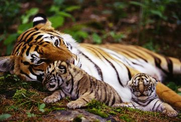 6 Days 5 Nights Coch Tour Package