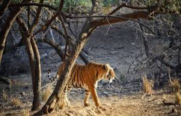 7 Days Jaipur, Ranthambore and Chittorgarh Vacation Package