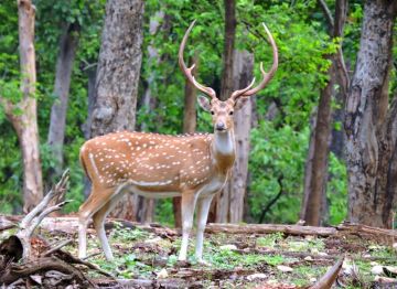Memorable Pench Tour Package from Nagpur