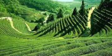 Magical 6 Days Kochi to Alleppey Tour Package