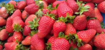 Magical 6 Days Kochi to Alleppey Tour Package