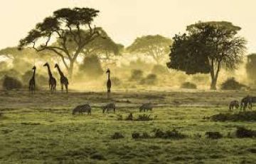 Magical 11 Days Serengeti Area to Maasai Mara Holiday Package