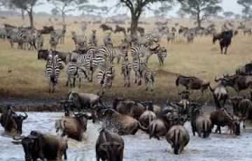 Magical 11 Days Serengeti Area to Maasai Mara Holiday Package