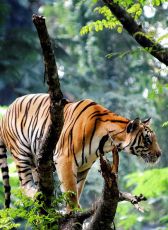 Amazing Kovalam Tour Package for 7 Days from Trivandrum