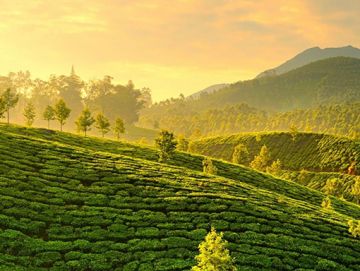 Memorable 3 Days Munnar and Cochin Holiday Package