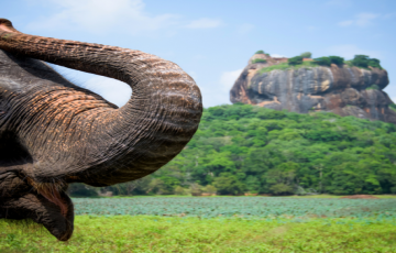 6 Days 5 Nights Srilanka Tour Package