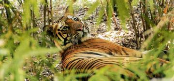 Best 5 Days Pench with Mumbai Trip Package