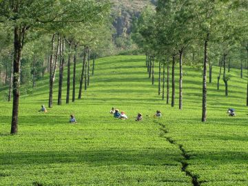 5 Days 4 Nights Thekkady, Alleppey with Munnar Tour Package by KBG HOLIDAYS PVT LTD