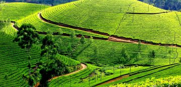 5 Days 4 Nights Thekkady, Munnar and Alleppey Tour Package