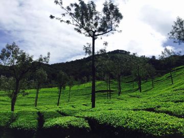 5 Days 4 Nights Munnar, Thekkady with Alleppey Tour Package