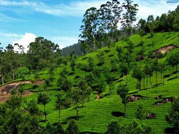 Ecstatic 2 Days 1 Night Munnar Tour Package by KBG HOLIDAYS PVT LTD