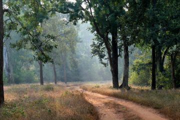 Ranchi - Netarhat - Betla