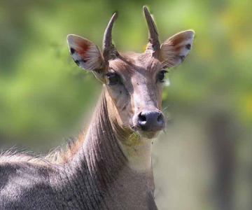 Best 4 Days Kanha National Park Holiday Package