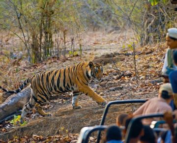 Best 4 Days Kanha National Park Holiday Package