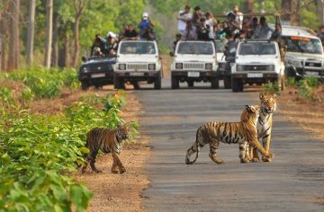 Ecstatic 4 Days Bandhavgarh and Jabalpur Trip Package