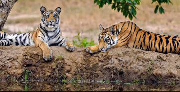 Ecstatic 4 Days Bandhavgarh and Jabalpur Trip Package