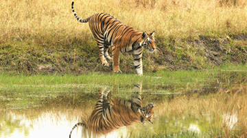 Ecstatic 4 Days Bandhavgarh and Jabalpur Trip Package