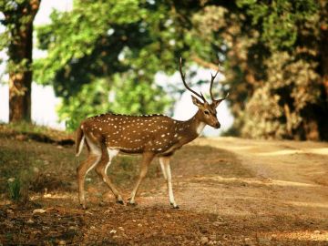 Ecstatic 4 Days Kanha National Park and Jabalpur Vacation Package