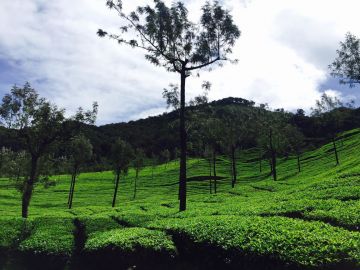 Heart-warming 2 Days Munnar Vacation Package