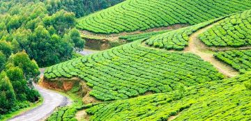 Pleasurable Munnar Tour Package for 2 Days 1 Night by KBG HOLIDAYS PVT LTD