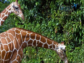 Experience 7 Days 6 Nights Kandy, Bentota and Colombo Holiday Package