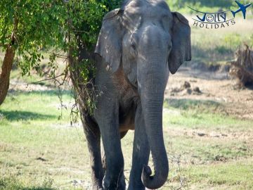 Memorable 4 Days Departure to Nuwara Eliya Hill Country Holiday Package