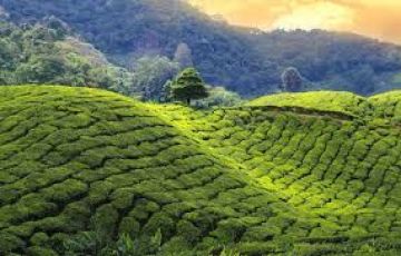 Experience 12 Days 11 Nights Darjeeling, Kalimpong, Gangtok with Lachung Holiday Package