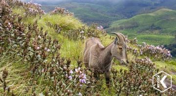 Magical 6 Days 5 Nights Cochin, Munnar, Thekkady and Alleppey Trip Package