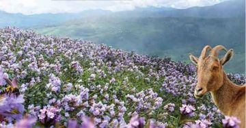 Magical 6 Days 5 Nights Cochin, Munnar, Thekkady and Alleppey Trip Package