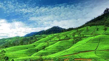 Beautiful Kandynuwara Eliya Tour Package for 4 Days from Colombo