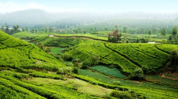 Amazing Airport  Kandy Culture and Heritage Tour Package for 3 Days from Colombo Airport