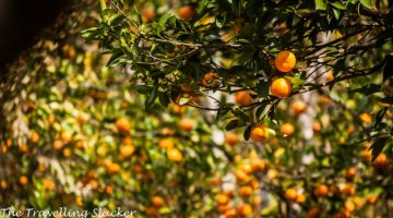 Beautiful 8 Days Bagdogra to Gangtok Tour Package