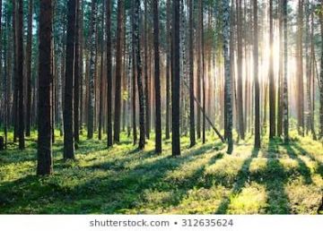 6 Days Bangalore, Coorg with Ooty Trip Package