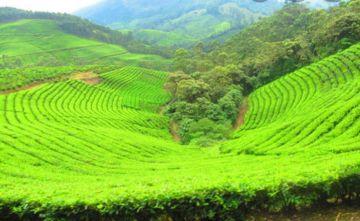 Best 7 Days 6 Nights Munnar, Thekkady and Alleppey Tour Package