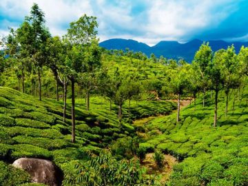 Experience 7 Days Cochin to Cochin- Munnar Honeymoon Vacation Package