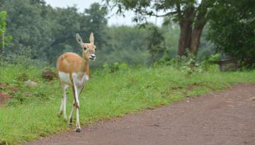 Best 4 Days 3 Nights Pachmarhi with Pipariya Holiday Package