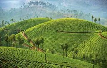 Heart-warming 6 Days 5 Nights Munnar Family Holiday Package