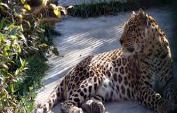 4 Days Kufri with Delhi Tour Package