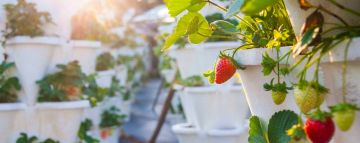 Heart-warming 3 Days 2 Nights Mahabaleshwar with Pune Vacation Package