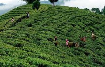 Experience 4 Days Darjeeling Vacation Package