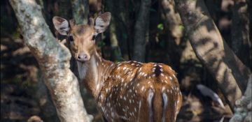 Memorable 3 Days Bhitarkanika with Bhubaneswar Trip Package