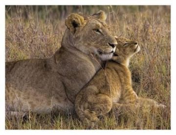 2 Days 1 Night Sundarban Tour Package