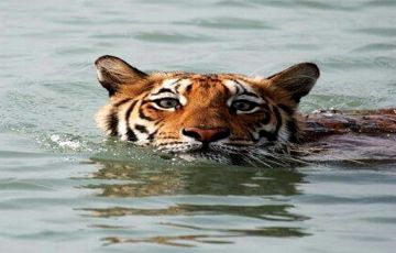 2 Days 1 Night Sundarban Tour Package