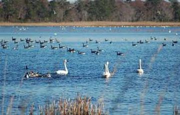 Ecstatic 2 Days 1 Night Chilika Beach Vacation Package