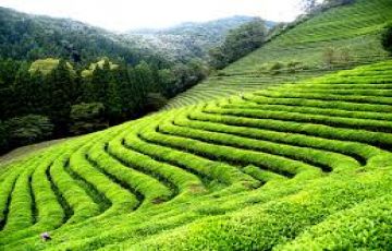 4 Days Gangtok with Darjeeling Tour Package