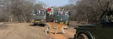 Amazing 4 Days 3 Nights Ranthambore Honeymoon Trip Package