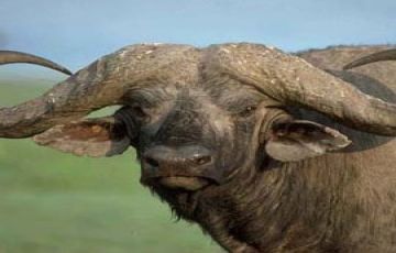 12 Days 11 Nights Home to Mara Culture and Heritage Holiday Package